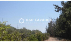 Spacious residential for sale in Kouklia, Paphos