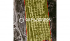 Spacious agricultural for sale in Mazotos