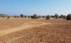 Residential 3879 m2 for sale in Mazotos, Larnaca