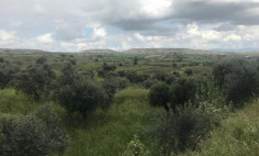 Residential 5872 m2 for sale in Analiontas, Nicosia
