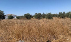 Residential 1658 m2 for sale in Dali, Nicosia