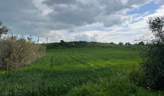 Share of agricultural field in Livadia, Larnaca 