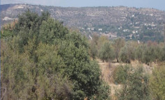 For sale, land, Paphos, Giolou, 3,345m&sup2;, &euro;75,000 , Paphos