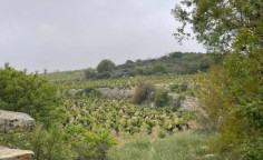 For sale, land, field, Limassol, Pachna, 14,047m&sup2;, &euro;33,000 