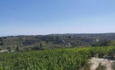 For sale, land, field, Paphos, Kathikas, 5,017m&sup2;, &euro;40,000 , Paphos
