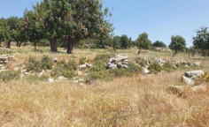 For sale, land, field, Limassol, Pachna, 11,706m&sup2;, &euro;28,000 