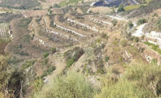 For sale, land, field, Limassol, Pachna, 6,857m&sup2;, &euro;10,000 