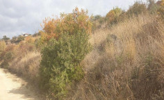 For sale, land, field, Limassol, Agios Amvrosios, 5,686m&sup2;, &euro;63,000 , Limassol