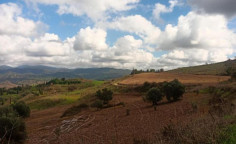 For sale, land, field, Paphos, Simou, 10,704m&sup2;, &euro;42,000 