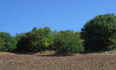 For sale, land, field, Paphos, Ineia, 5,017m&sup2;, &euro;115,000 , Paphos