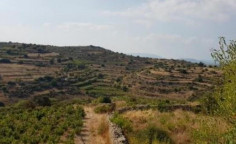 For sale, land, field, Limassol, Pachna, 13,172m&sup2;, &euro;11,000 