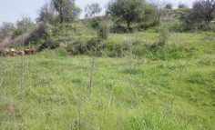 For sale, land, field, Limassol, Agios Amvrosios, 818m&sup2;, &euro;10,000 , Limassol