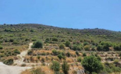 For sale, land, field, Limassol, Pachna, 22,074m&sup2;, &euro;13,000 