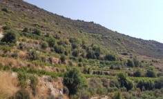 For sale, land, field, Limassol, Pachna, 22,074m&sup2;, &euro;13,000 