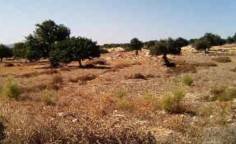 For sale, land, field, Limassol, Pachna, 14,047m&sup2;, &euro;11,000 