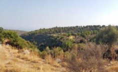 For sale, land, field, Limassol, Pachna, 12,375m&sup2;, &euro;13,000 