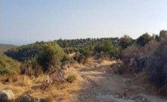 For sale, land, field, Limassol, Pachna, 12,375m&sup2;, &euro;13,000 