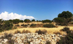For sale, land, field, Limassol, Pachna, 10,593m&sup2;, &euro;21,000 