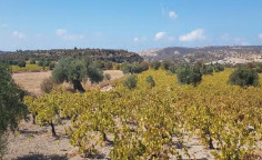 For sale, land, Limassol, alektora, 4,014m&sup2;, &euro;13,000 