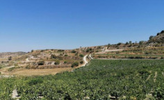 For sale, land, field, Limassol, Pachna, 7,024m&sup2;, &euro;4,000 