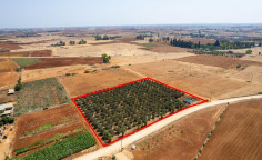 Agricultural to buy in Avgorou
