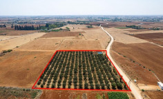 Agricultural to buy in Avgorou