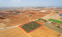 Agricultural to buy in Avgorou