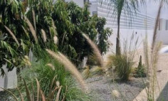 3 house to rent in Pernera