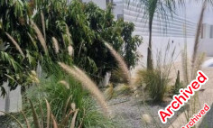 3 house to rent in Pernera