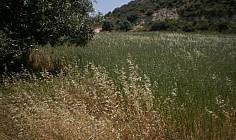 Beautiful land to buy in Pissouri, Limassol
