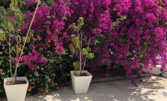 4 bedroom furnished house for sale in Drosia
