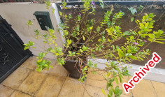 Beautiful 3 bed apartment to rent in Strovolos