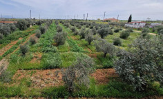 Land 11500 m2 for sale in Palaiometocho, Nicosia