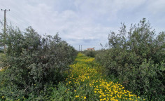 Land 11500 m2 for sale in Palaiometocho, Nicosia