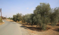 Land for sale in Sha, Nicosia