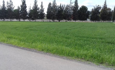 Beautiful commercial for sale in Aradippou