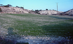 Residential 5017 m2 for sale in Mazotos, Larnaca