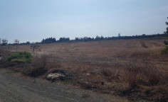 (agricultural) in Zygi, Larnaca for sale , Larnaca (agricultural) in Zygi, Larnaca for sale , Larnaca