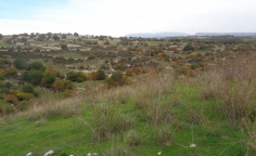 Share residential field in Dora, Limassol , Limassol
