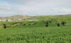 Agricultural field in Lympia, Nicosia 