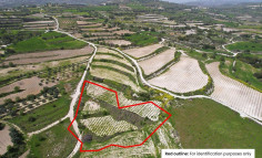 Field in Letymvou, Paphos 