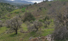 Agricultural field in Agia Marina (xyliatou), Nicosia 