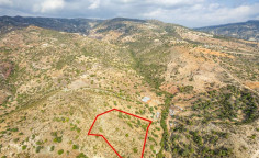 Shared agricultural field in Pegeia, Paphos 