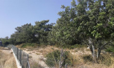 Shared field in Neo Chorio, Paphos 