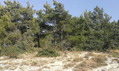 Shared field in Neo Chorio, Paphos 