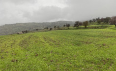 Shared residential field in Kelokedara, Paphos , Paphos