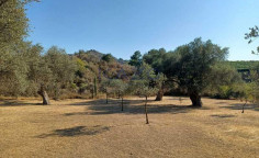 Large 8383m2 field for sale in Kellaki village , Limassol Large 8383m2 field for sale in Kellaki village , Limassol
