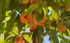 4 bedroom villa + maids room for rent Palodia Limassol 