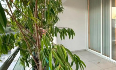 Luxury 2 bedroom apartment to rent in Strovolos