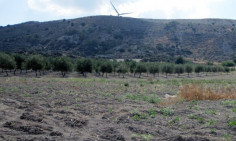 (agricultural) in Alethriko, Larnaca for sale , Larnaca